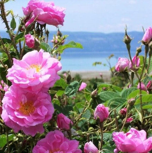 Rosa Damascena Trigintipetala®