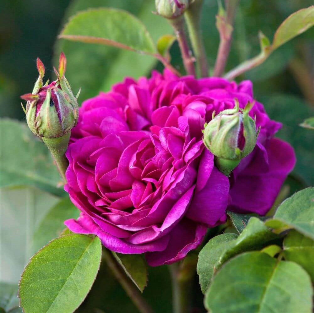 Rose of Rescht