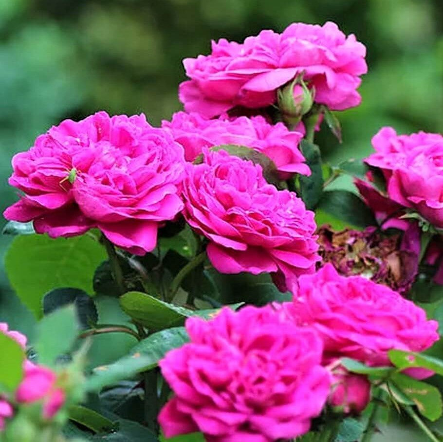 Rose of Rescht