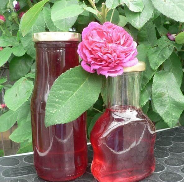 Rose of Rescht