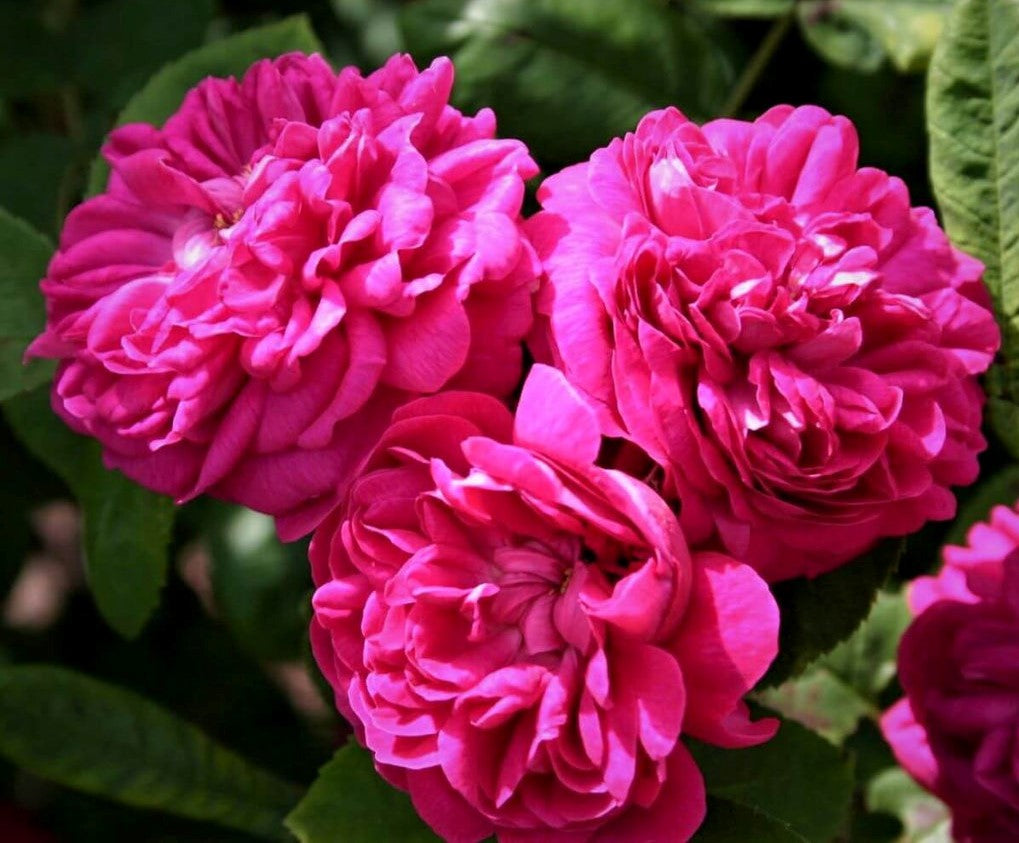 Rose of Rescht