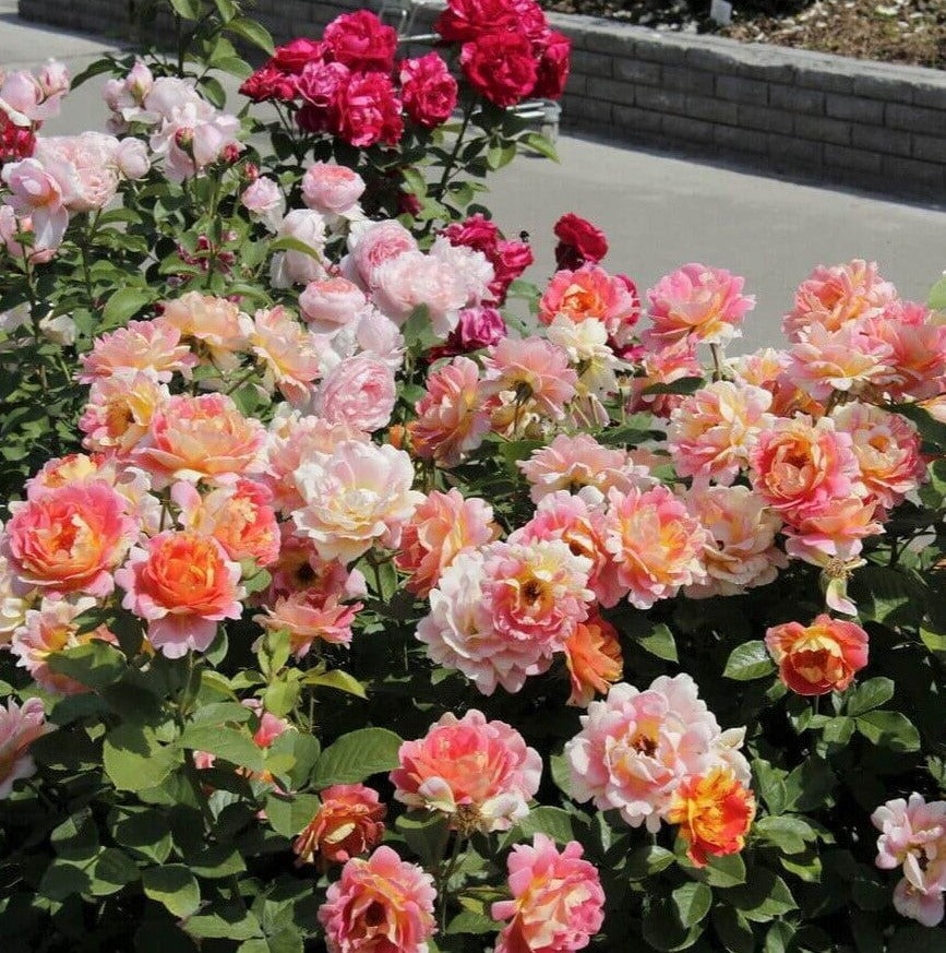 Rose des Cisterciens®