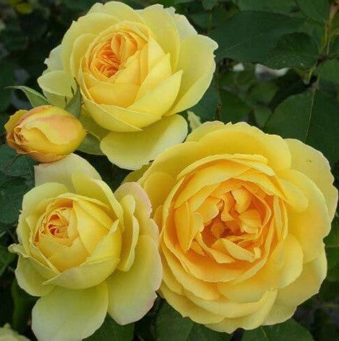 Ricordo di Marcel Proust ®