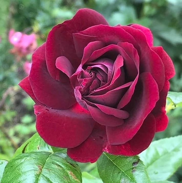 Souvenir du Docteur Jamain