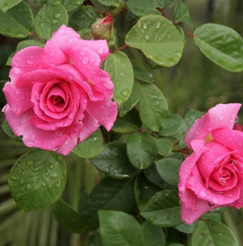 Zephirine Drouhin
