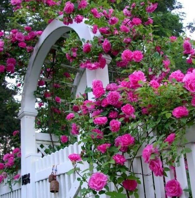 Zephirine Drouhin