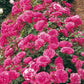 Lancome