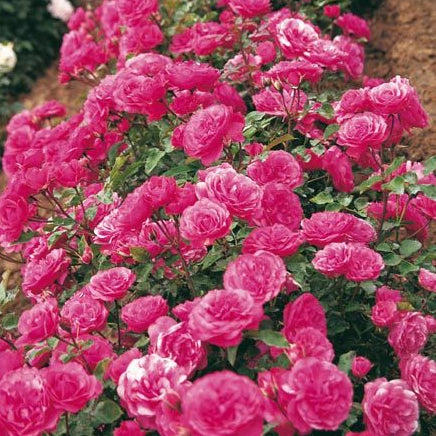 Lancome
