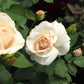 Princess Astrid de Belgique