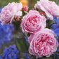Rosengrafin Marie Henriette