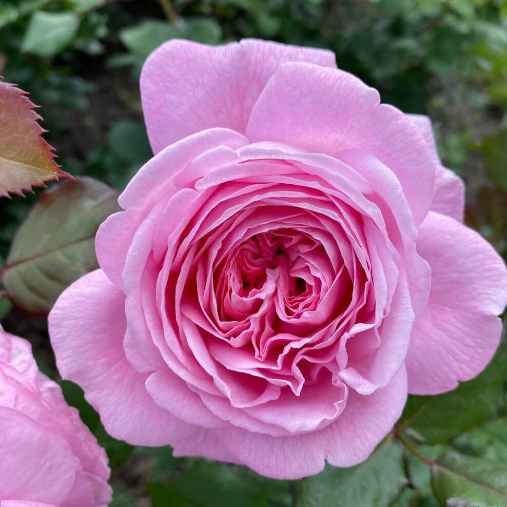 Rosengrafin Marie Henriette