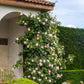 The Generous Gardener