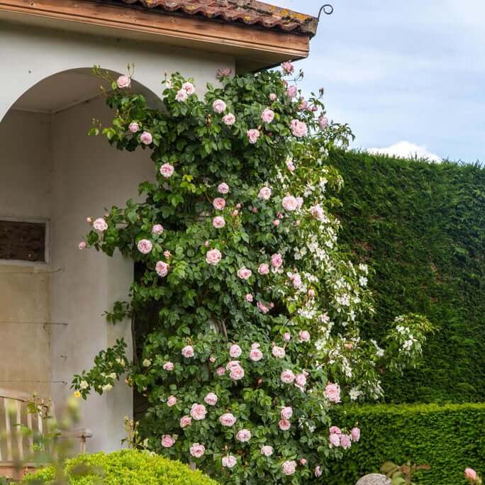 The Generous Gardener