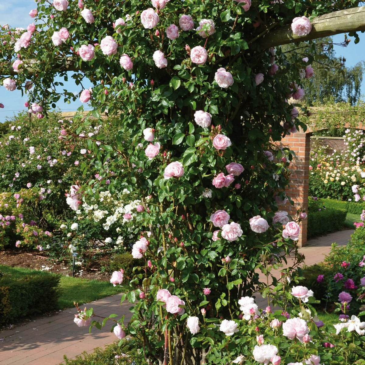 The Generous Gardener