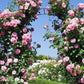 The Generous Gardener