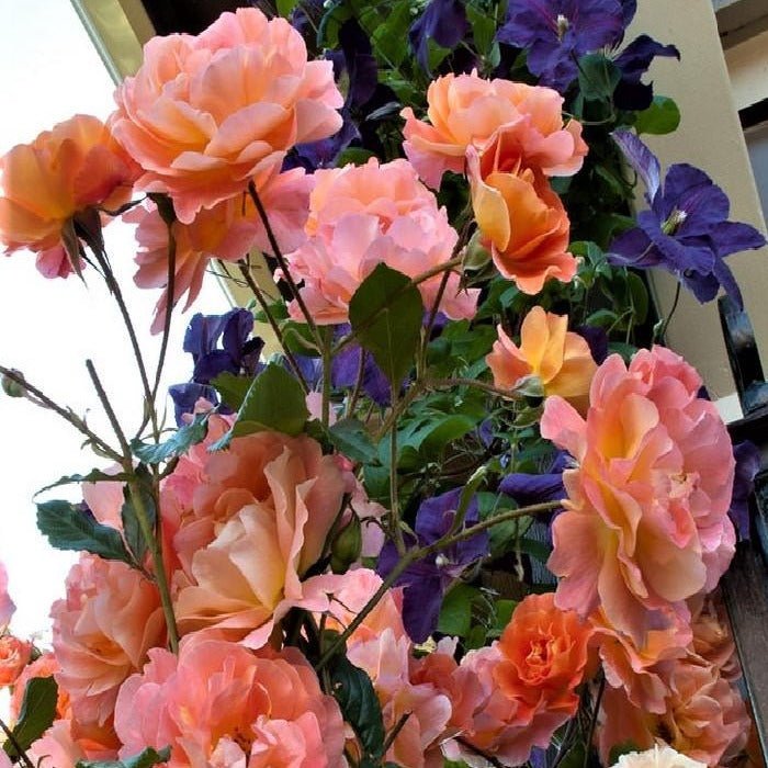 Westerland