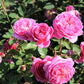 Boscobel®
