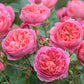 Boscobel®