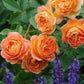 Lady of Shalott