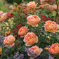 Lady of Shalott