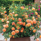 Lady of Shalott