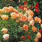Lady of Shalott