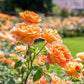 Lady of Shalott