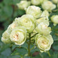 Lovely Green®