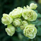 Lovely Green®