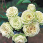 Lovely Green®