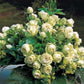 Lovely Green®
