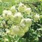 Lovely Green®