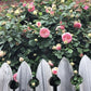 Eden Rose (Pierre de Ronsard)