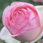 Eden Rose (Pierre de Ronsard)