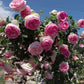 Eden Rose (Pierre de Ronsard)