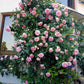 Eden Rose (Pierre de Ronsard)