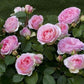 SOPHIA ROMANTIC ®