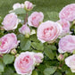 SOPHIA ROMANTIC ®