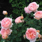 Abraham Darby