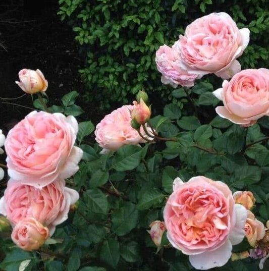 ABRAHAM DARBY ®