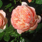 Abraham Darby