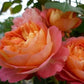 Baby Romantica®