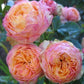 Baby Romantica®