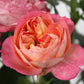 Baby Romantica®