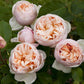 Romantic Beauty