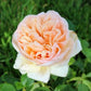 Romantic Beauty