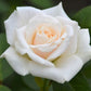 Blanche Colombe
