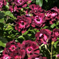 Burgundy Iceberg