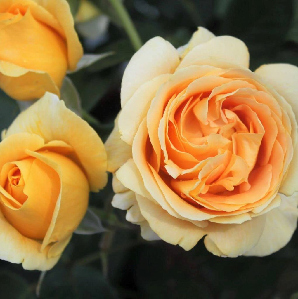Candlelight Roses Candlelight ® | Rosa Híbrida de Té | Esquejes de rosales de jardín ...
