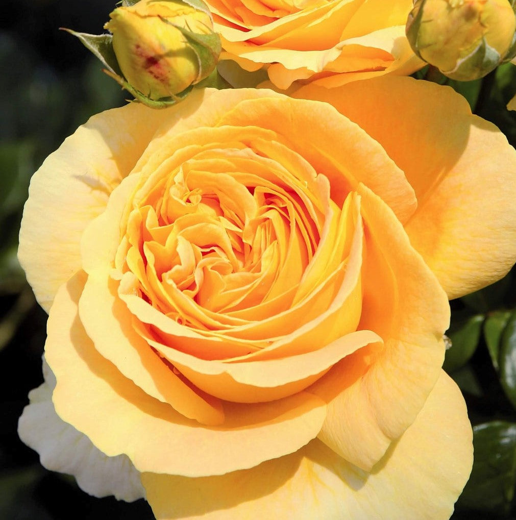 Candlelight Roses Candlelight ® | Rosa Híbrida de Té | Esquejes de rosales de jardín ...